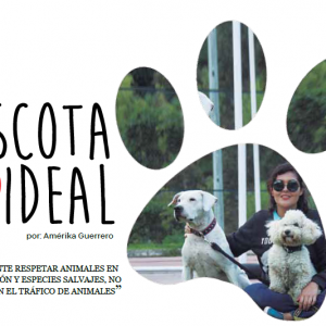 Mascota Ideal