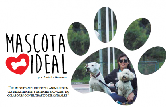 Mascota Ideal