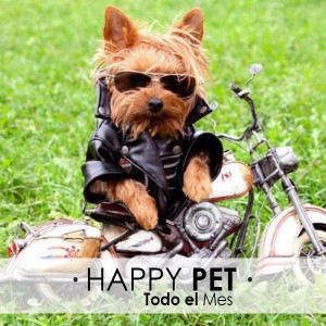 Todo Octubre | Happy Pet