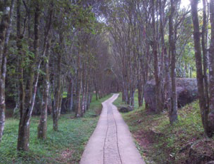 Salazar de las Palmas, Un Eden Perdido