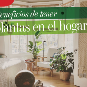 HOGAR | BENEFICIOS DE TENER PLANTAS EN EL HOGAR