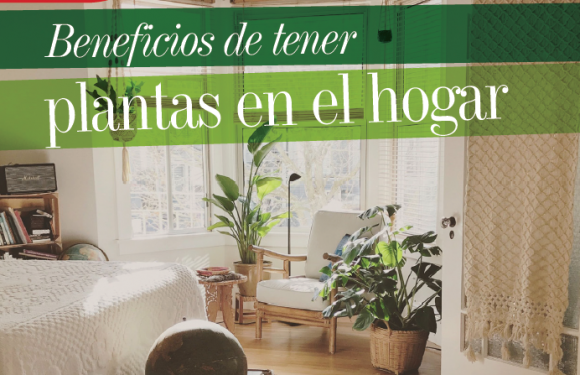 HOGAR | BENEFICIOS DE TENER PLANTAS EN EL HOGAR