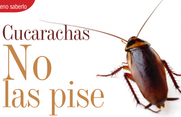 BUENO SABERLO | CUCARACHAS NO LAS PISE