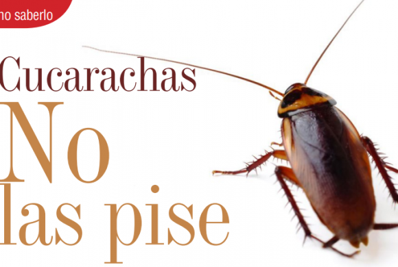 BUENO SABERLO | CUCARACHAS NO LAS PISE