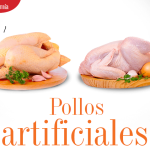 GASTRONOMÍA | POLLOS ARTIFICIALES