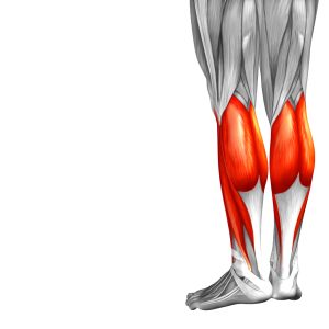 ANATOMÍA | EL SOLEO