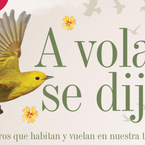 PAJARITOS | A VOLAR SE DIJO