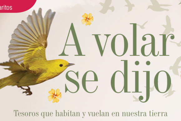 PAJARITOS | A VOLAR SE DIJO