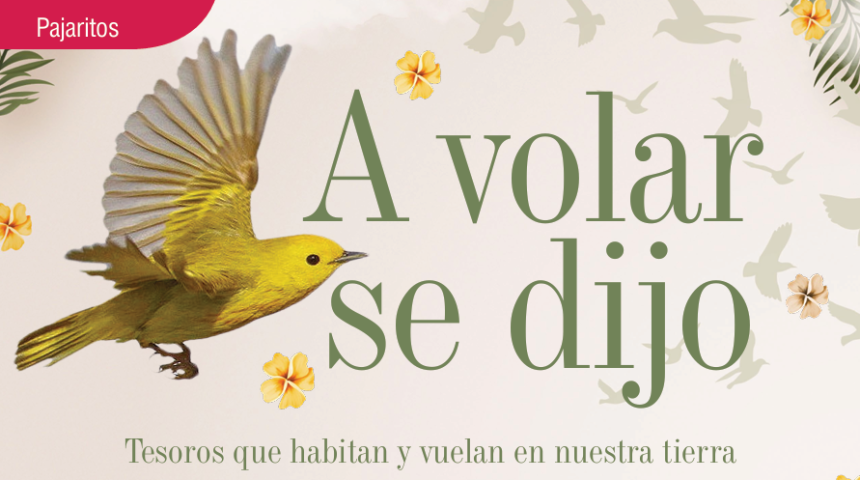 PAJARITOS | A VOLAR SE DIJO